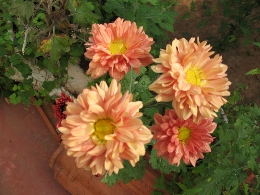 chrysanthemums