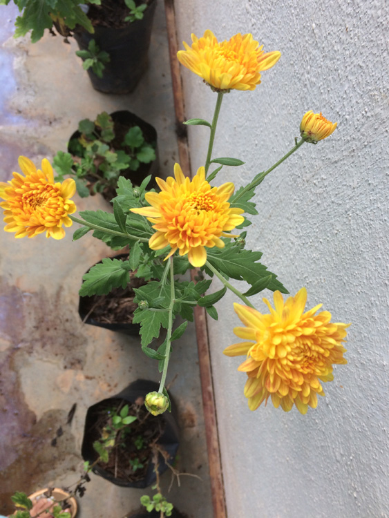 chrysanthemums