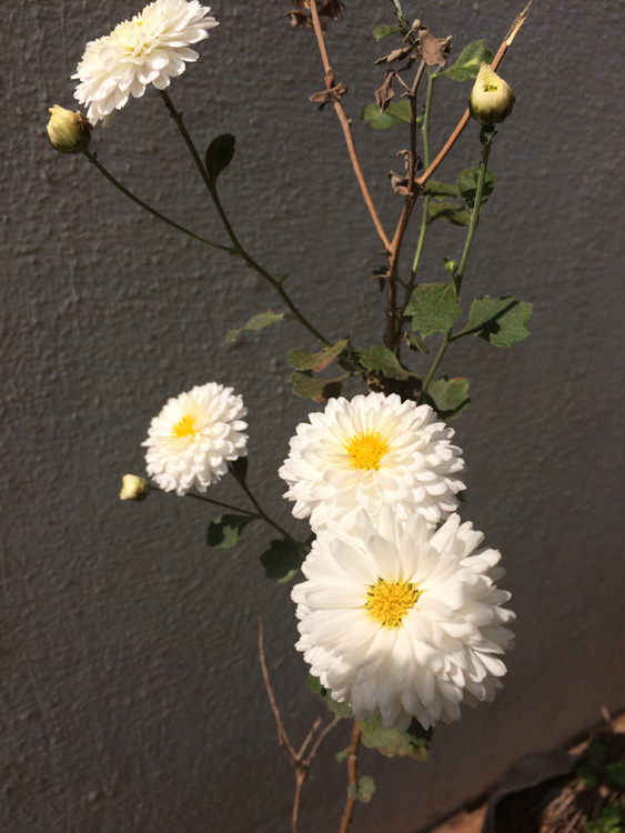 chrysanthemums