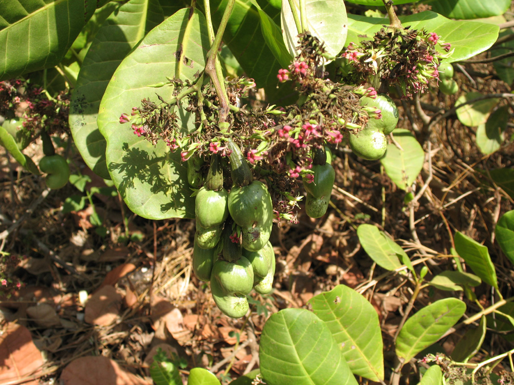 fruits