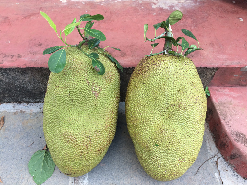 fruits