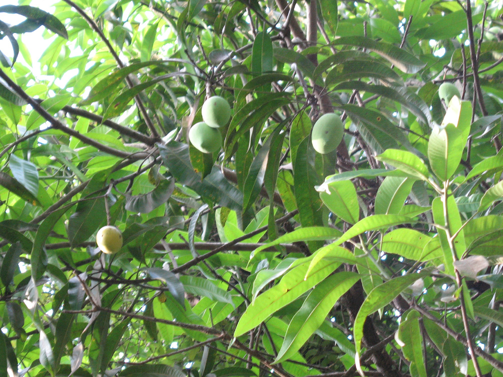 fruits