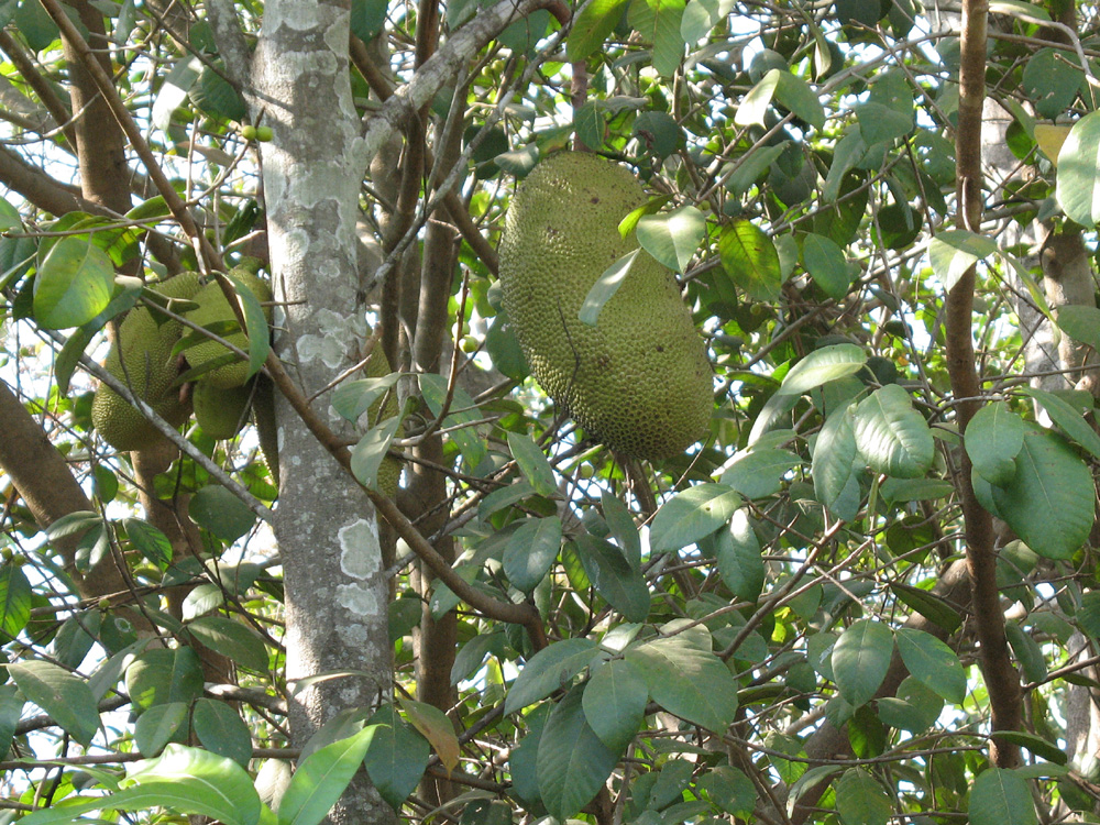 fruits