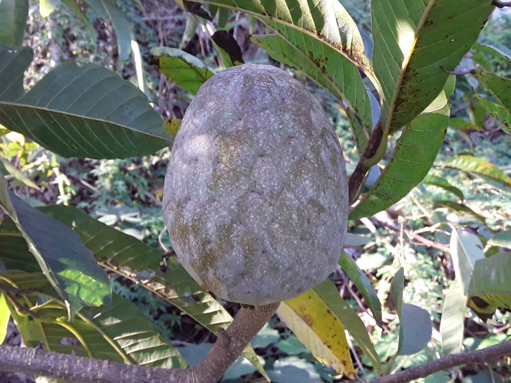 fruits