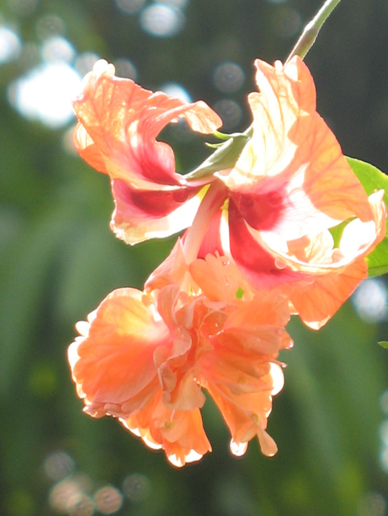 Hibiscuss Sandalwood