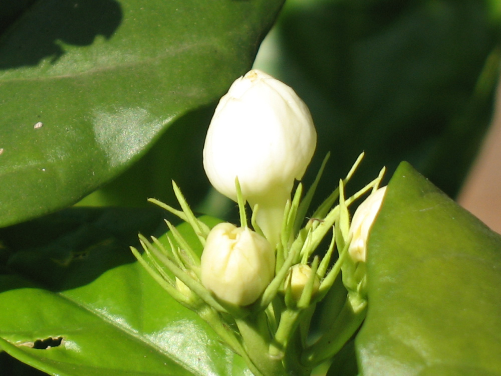 jasmine
