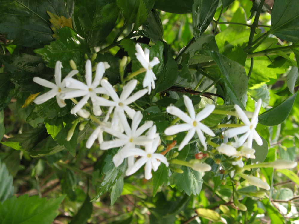 jasmine