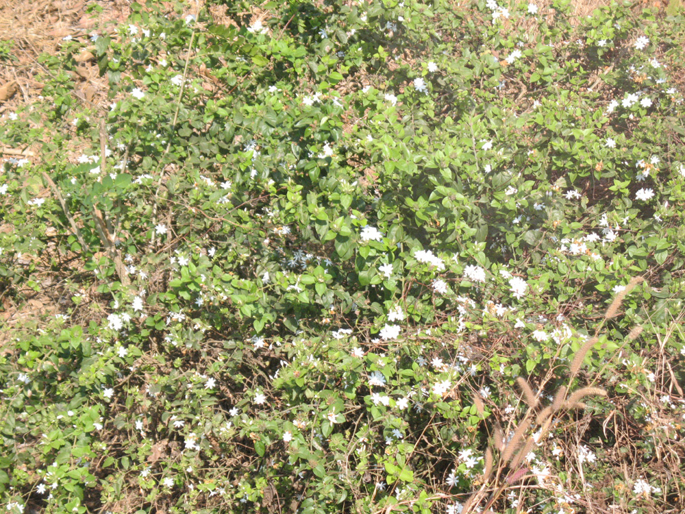 jasmine