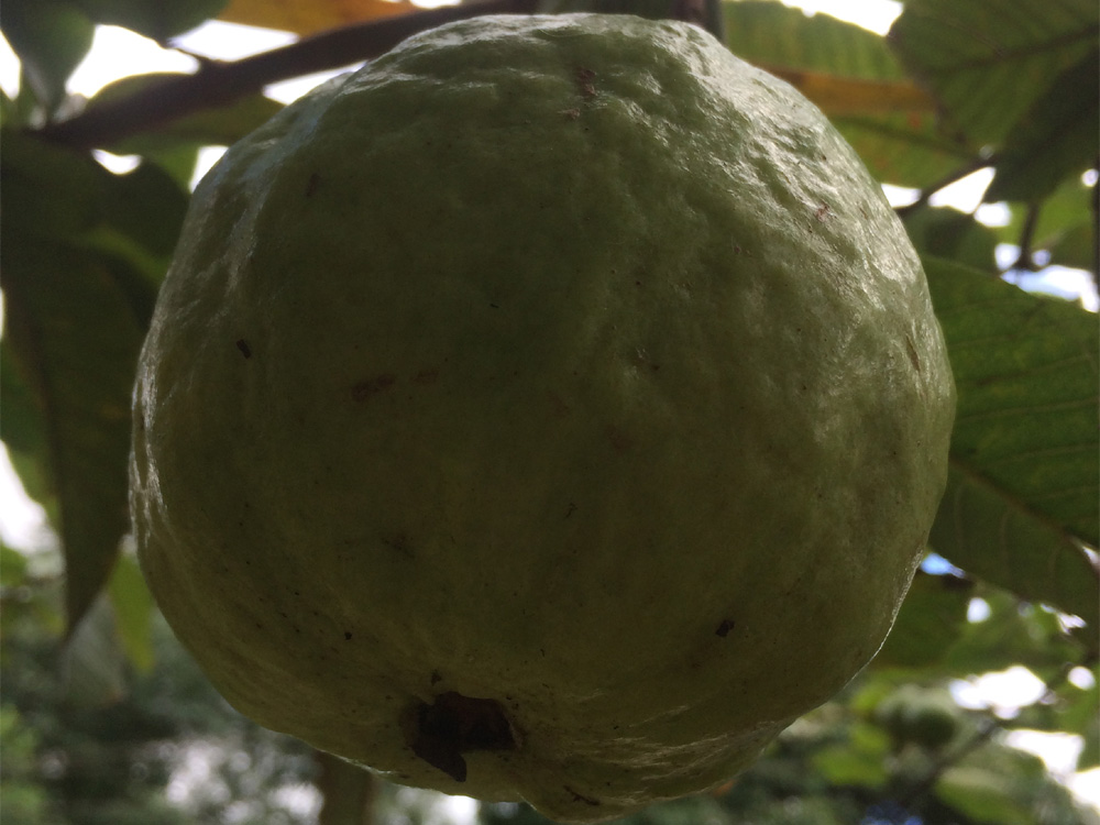 Fruits and vegetables