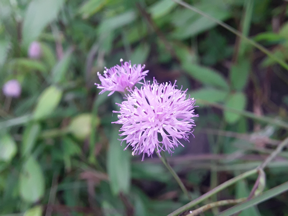 wild-small-violet