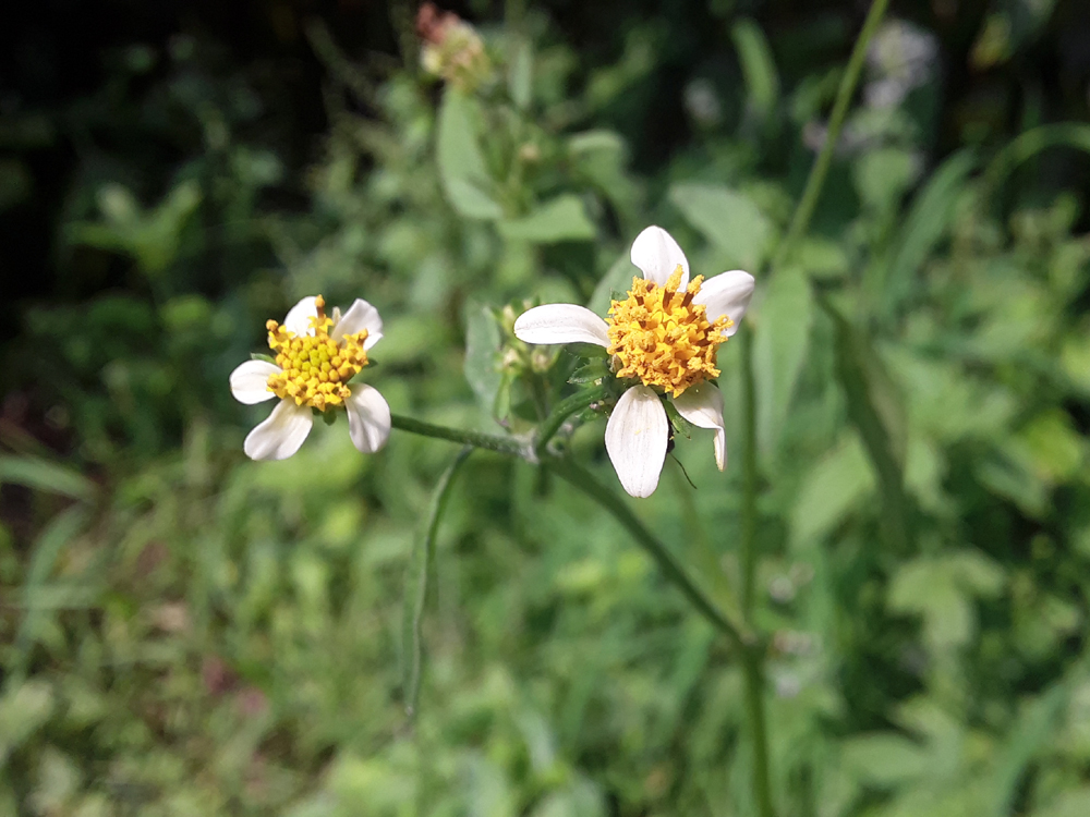 wild-tiny-white