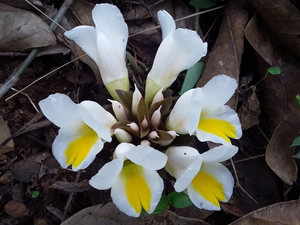wild-white-yellow